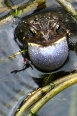 American Toad Singing